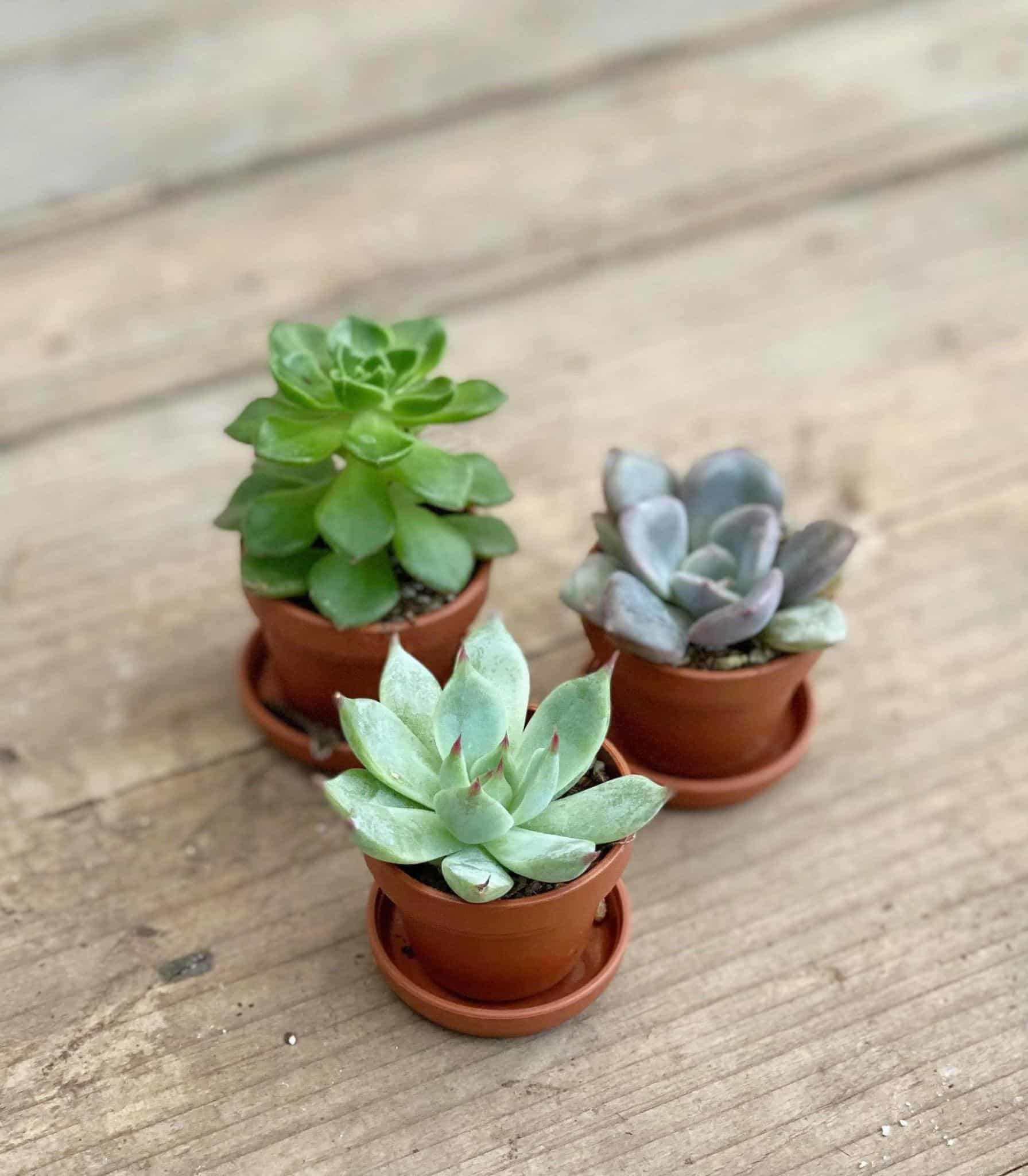 1.5" Fairy Succulents