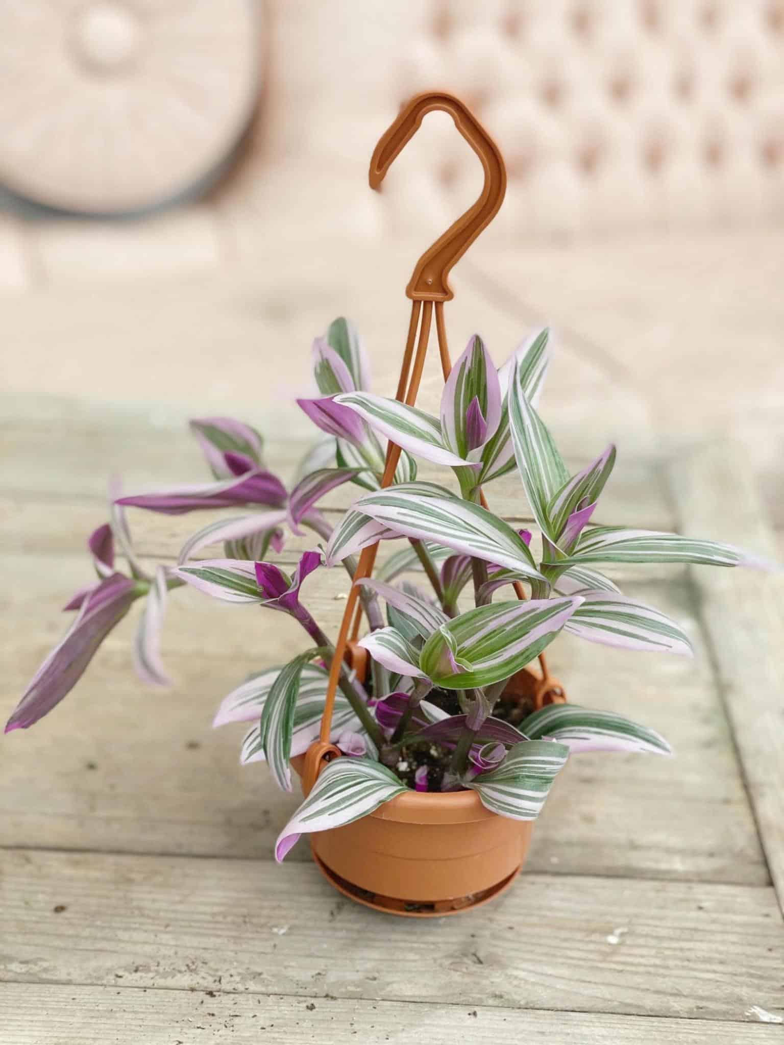 Tradescantia "Nanouk"