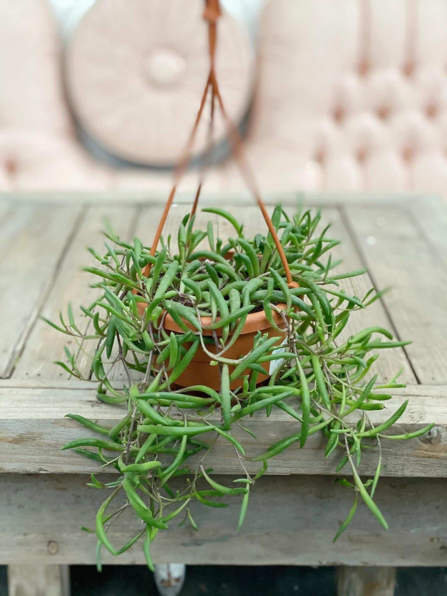 String of Pickles