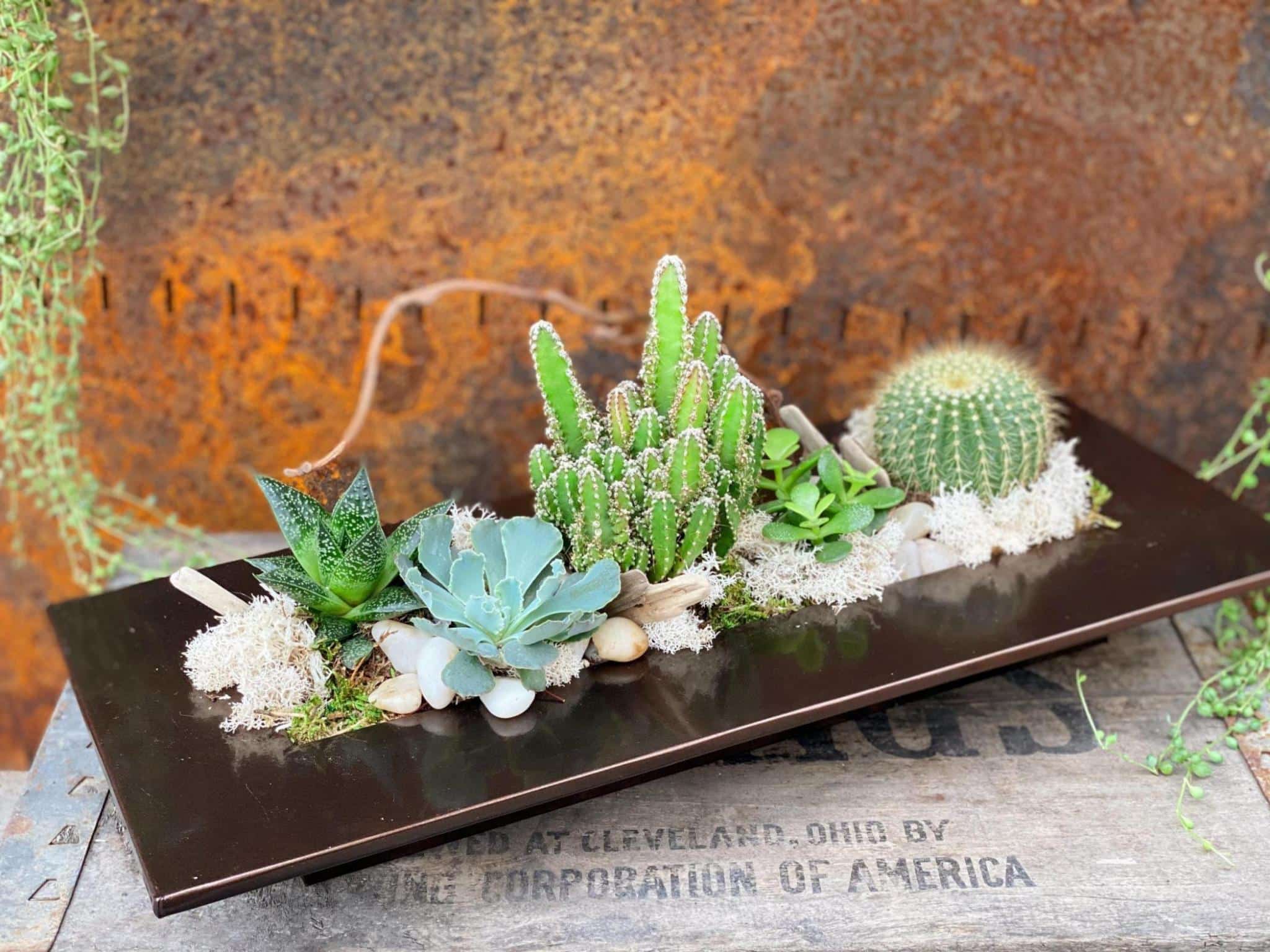 Desert Succulents