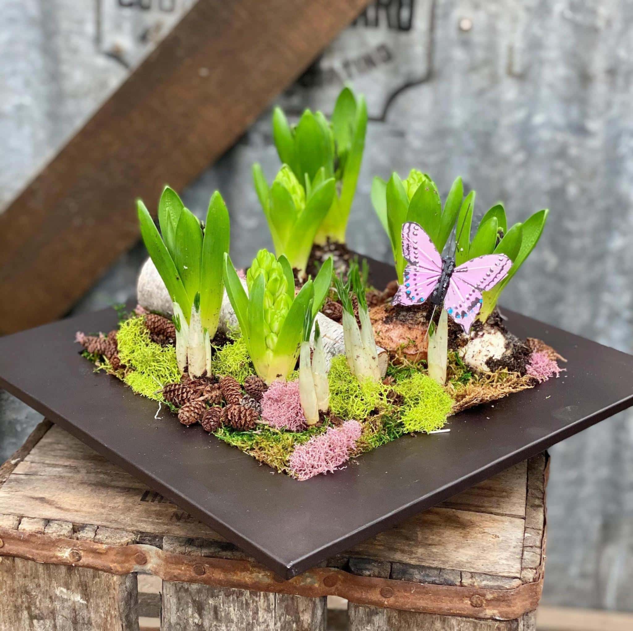 Hyacinth Haven