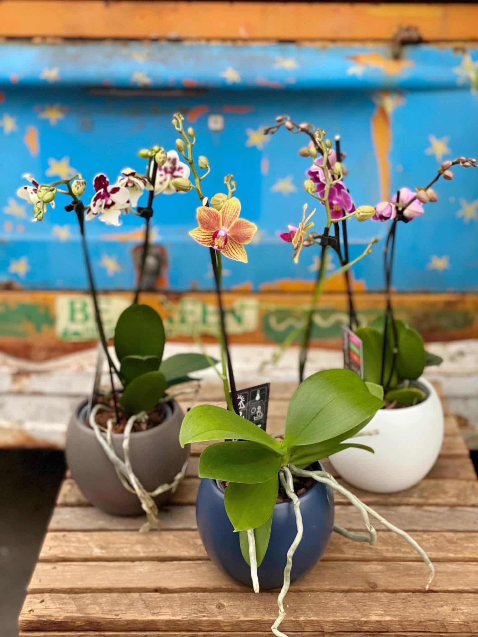 3 Assorted Orchids - Image 2