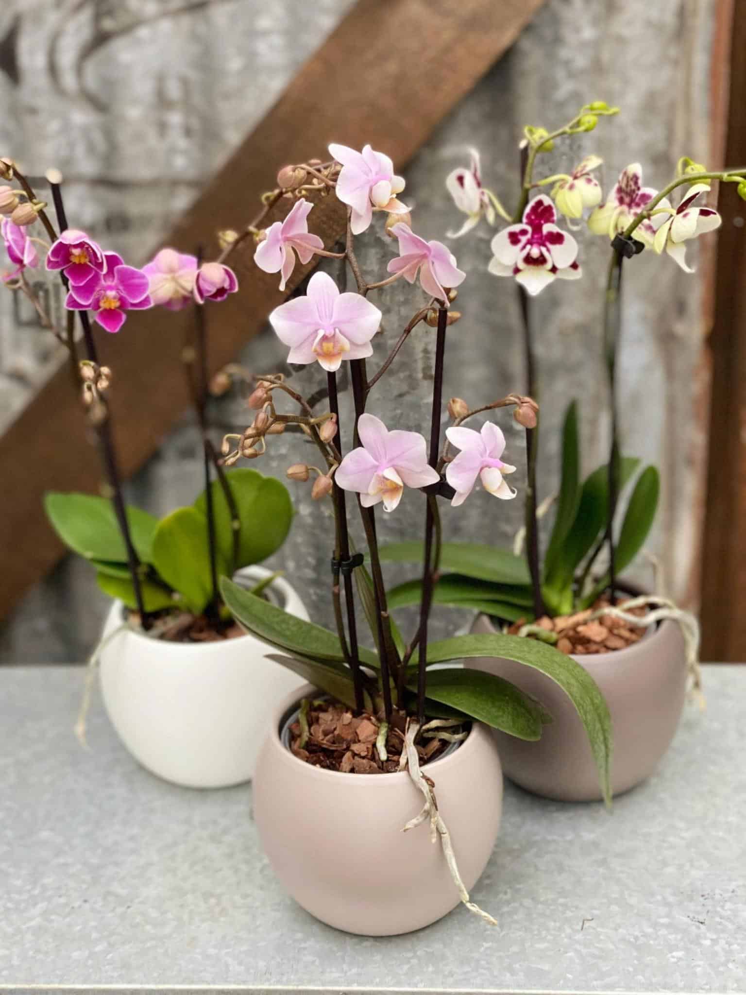 3 Assorted Orchids