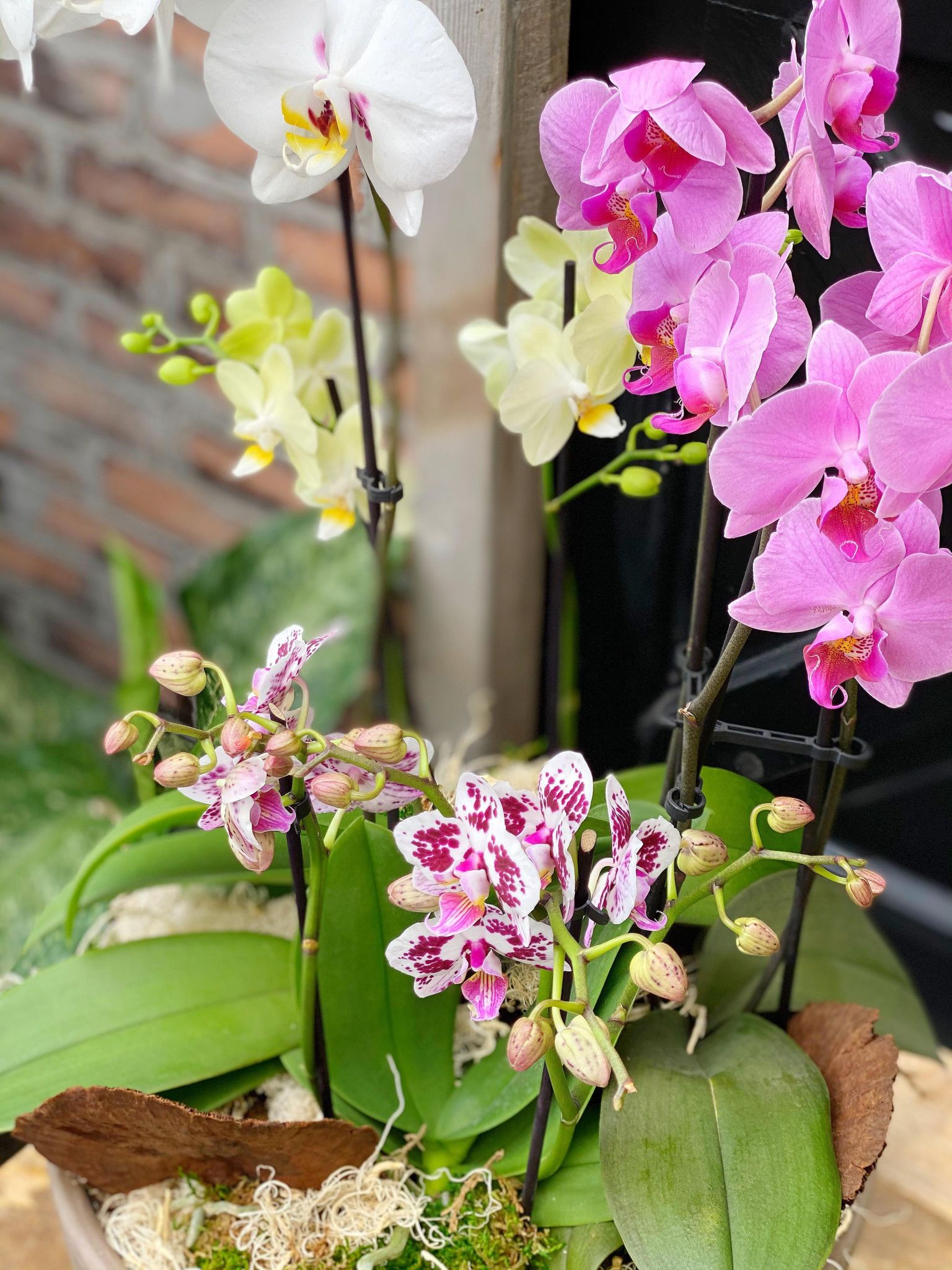 Orchid Grandeur - Image 2