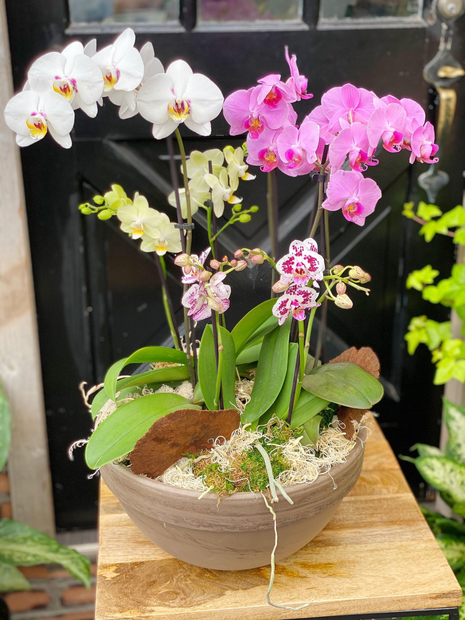 Orchid Grandeur