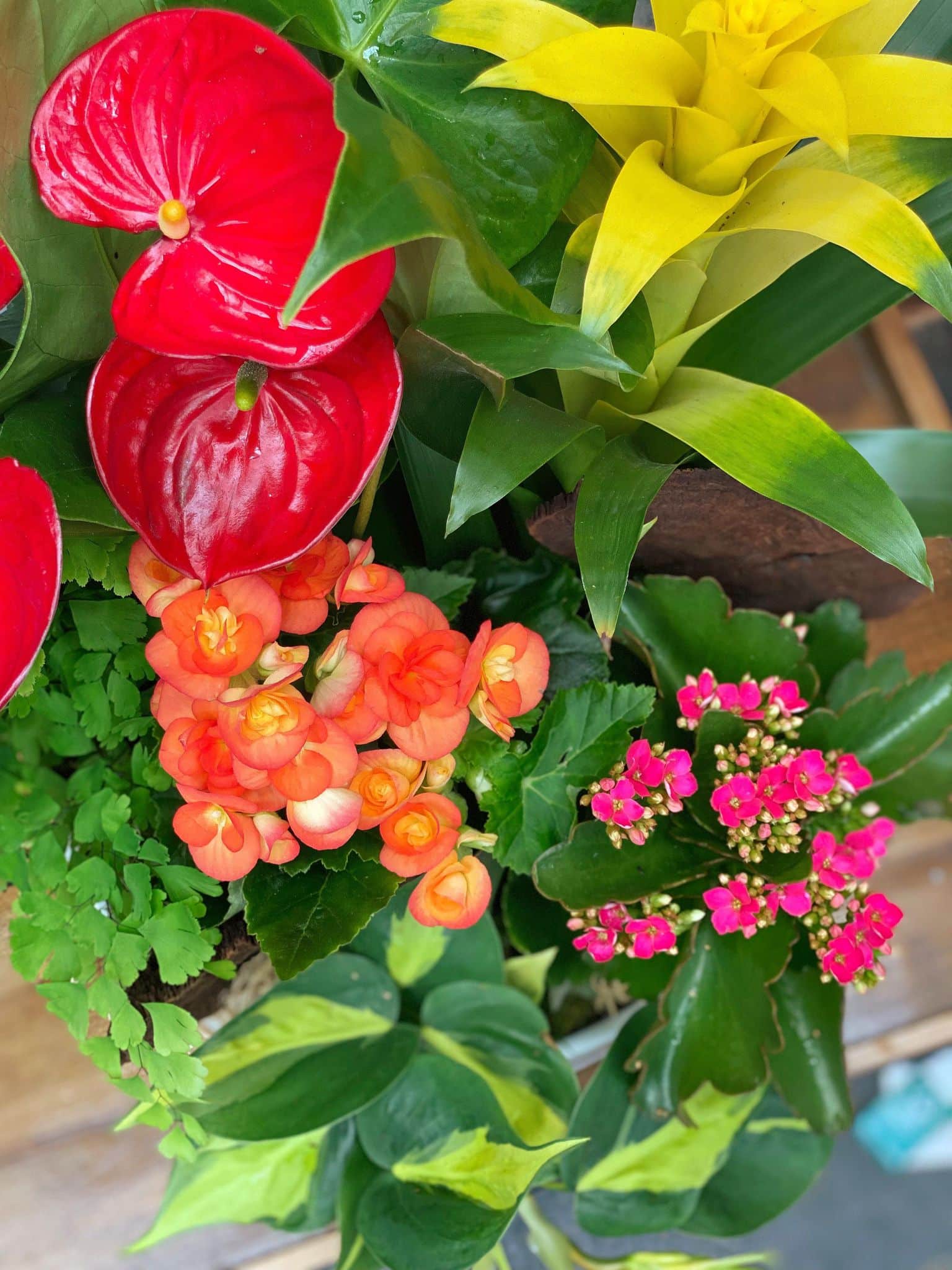 Hawaiian Breeze - Image 2