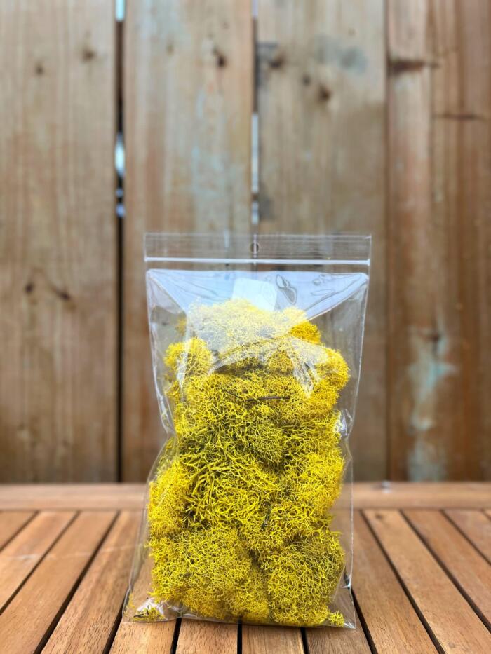 Reindeer Moss (Multiple Colours Available)