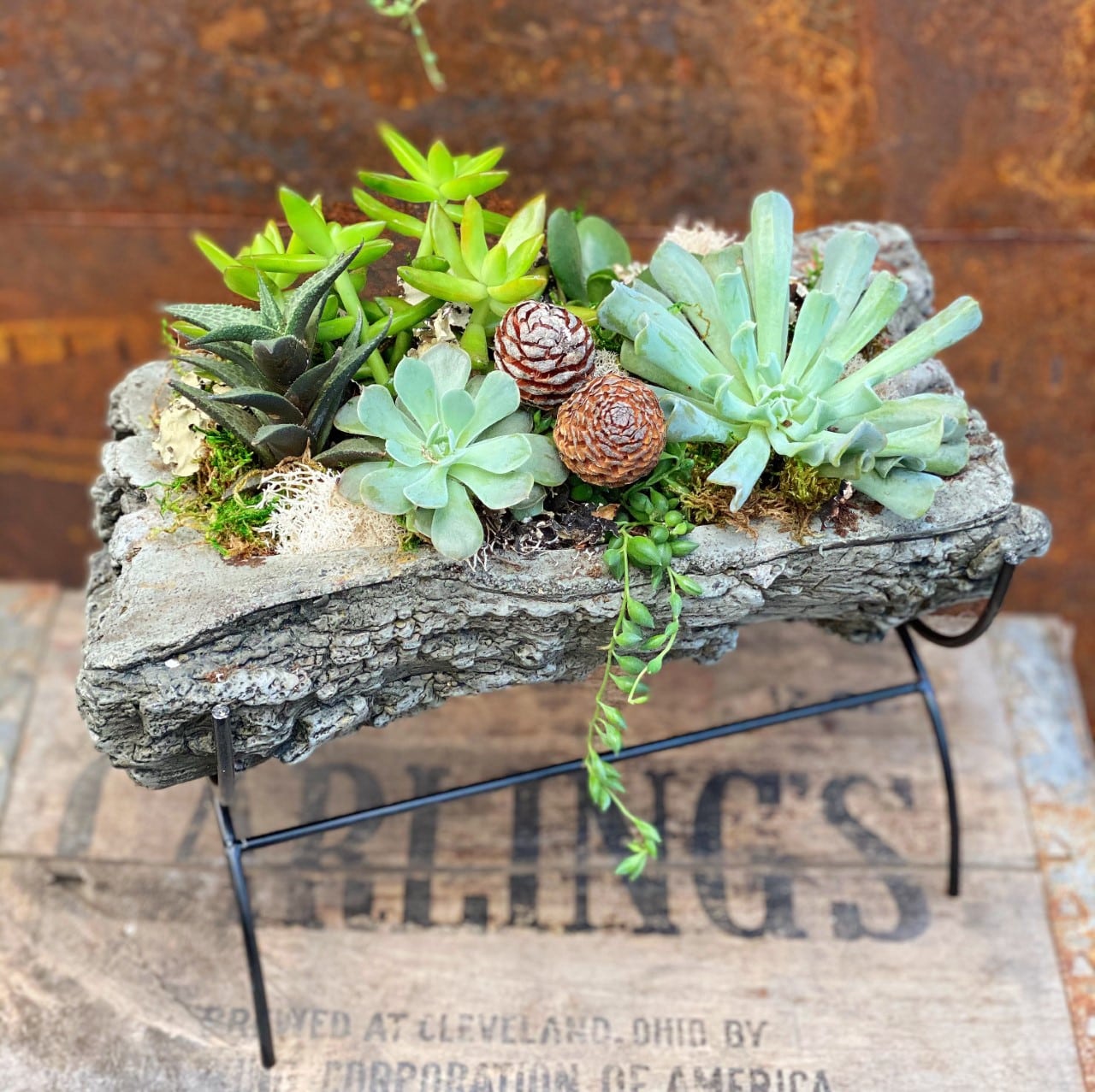 Woodland Succulents
