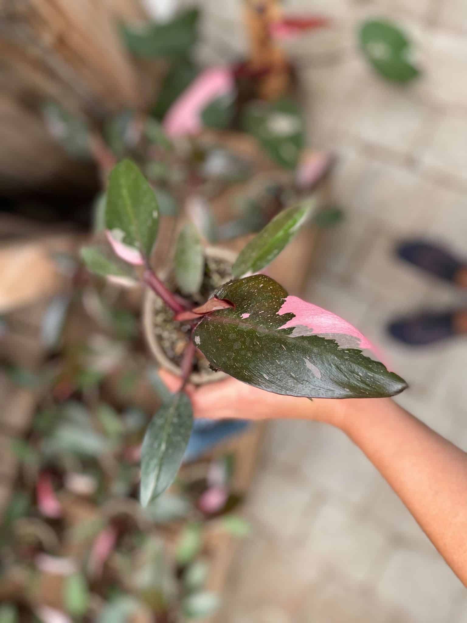 Philodendron "Pink Princess" - Image 2