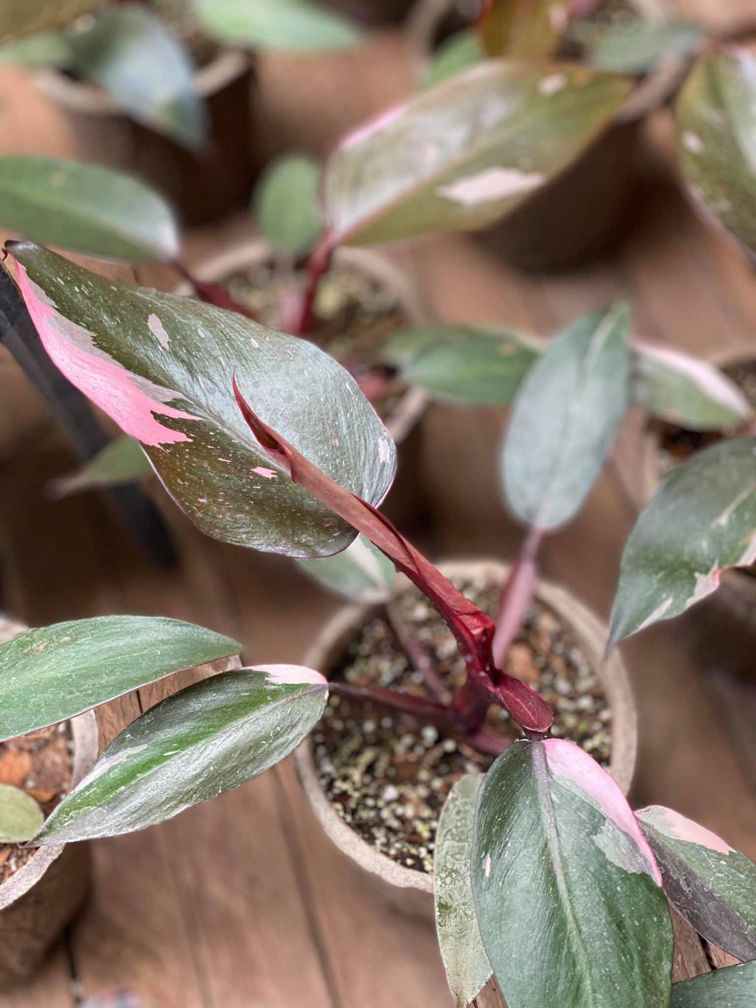 Philodendron "Pink Princess"