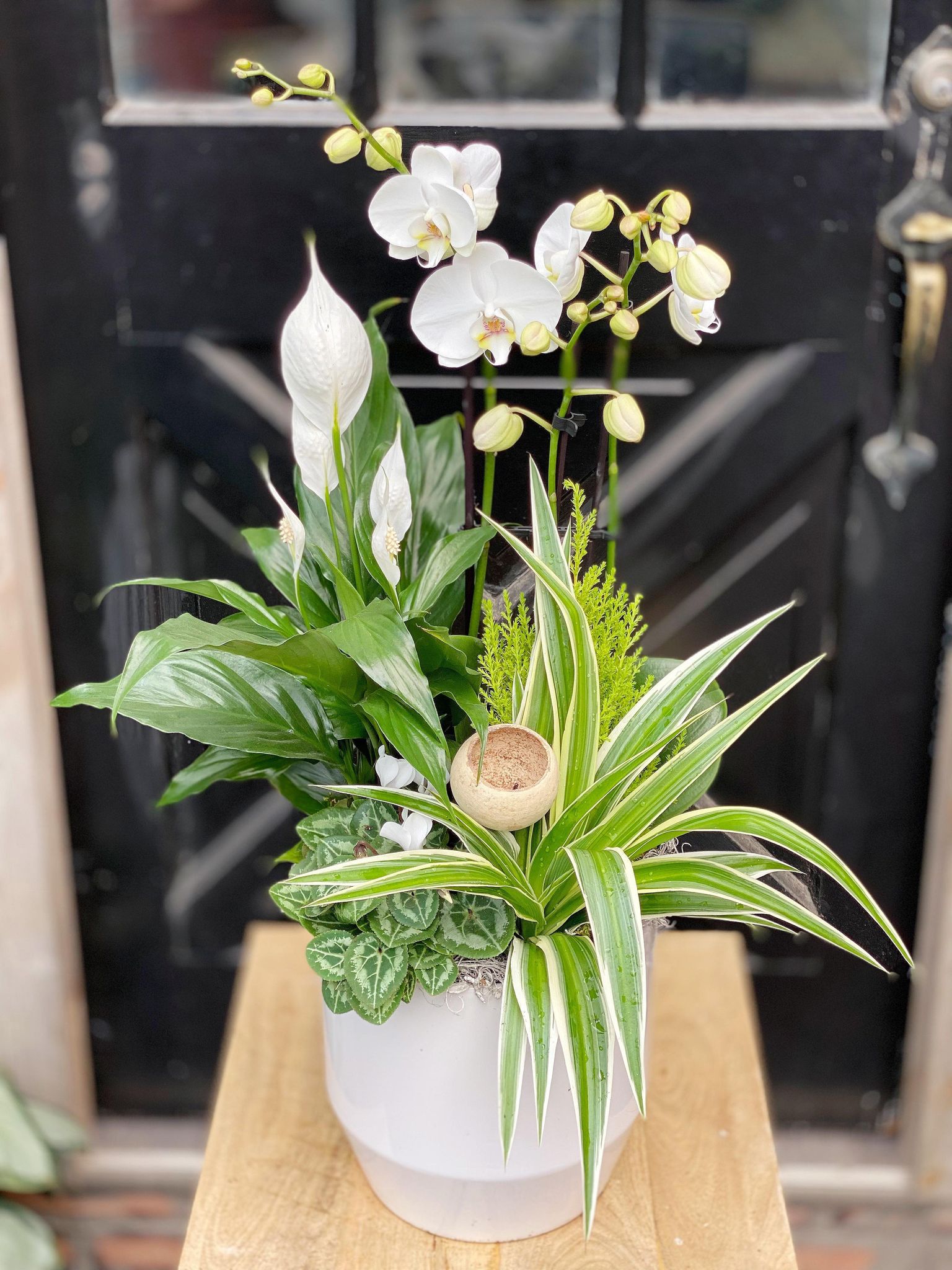 Tranquil Tropicals