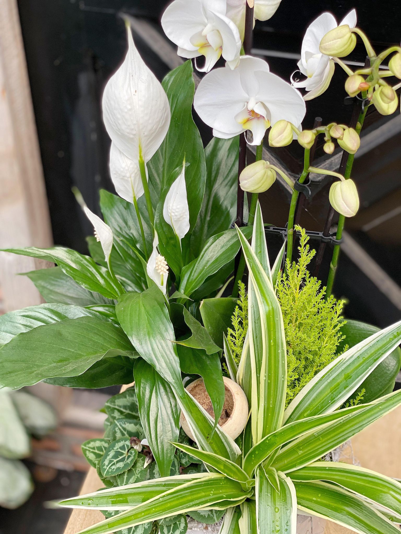 Tranquil Tropicals - Image 2