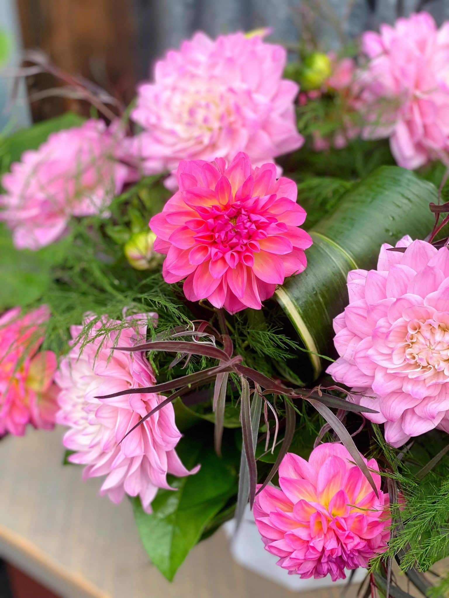 Dahlia Delight - Image 2