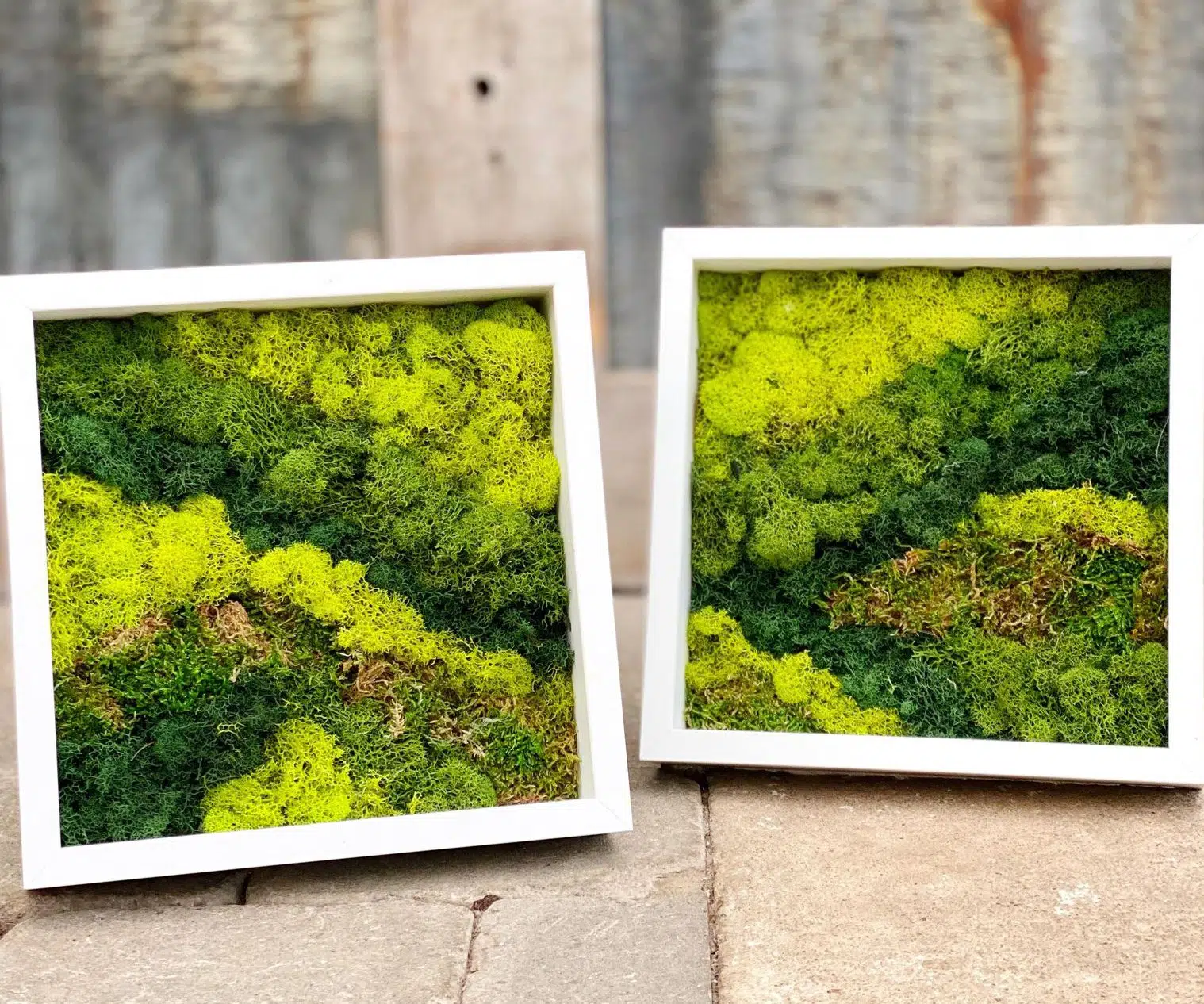 Moss Duo Kit - Image 2