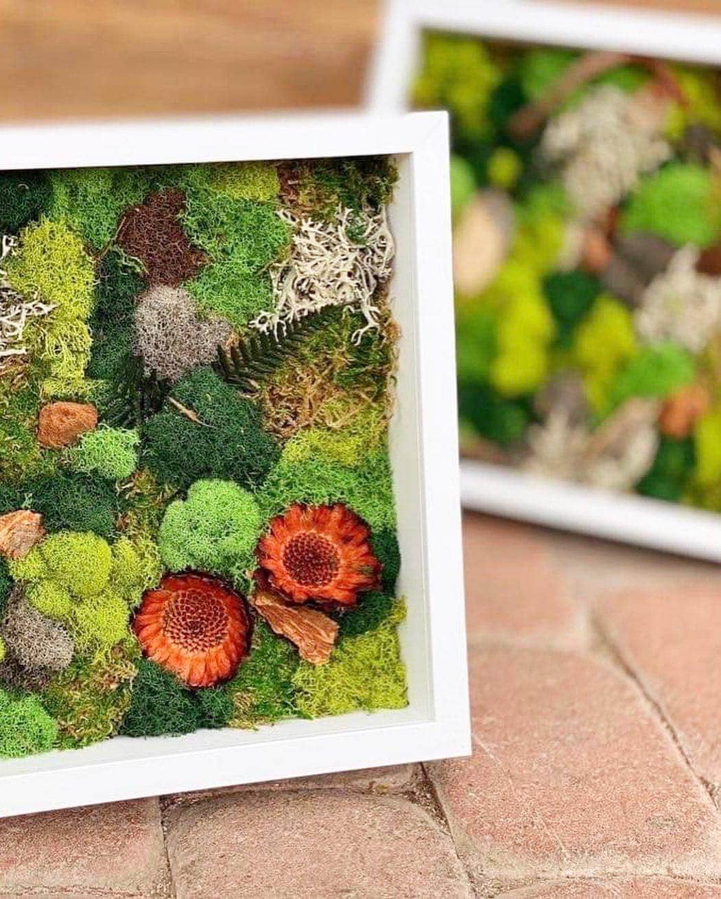 Moss Duo Kit