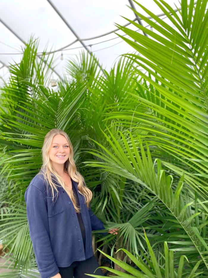 Majesty Palms