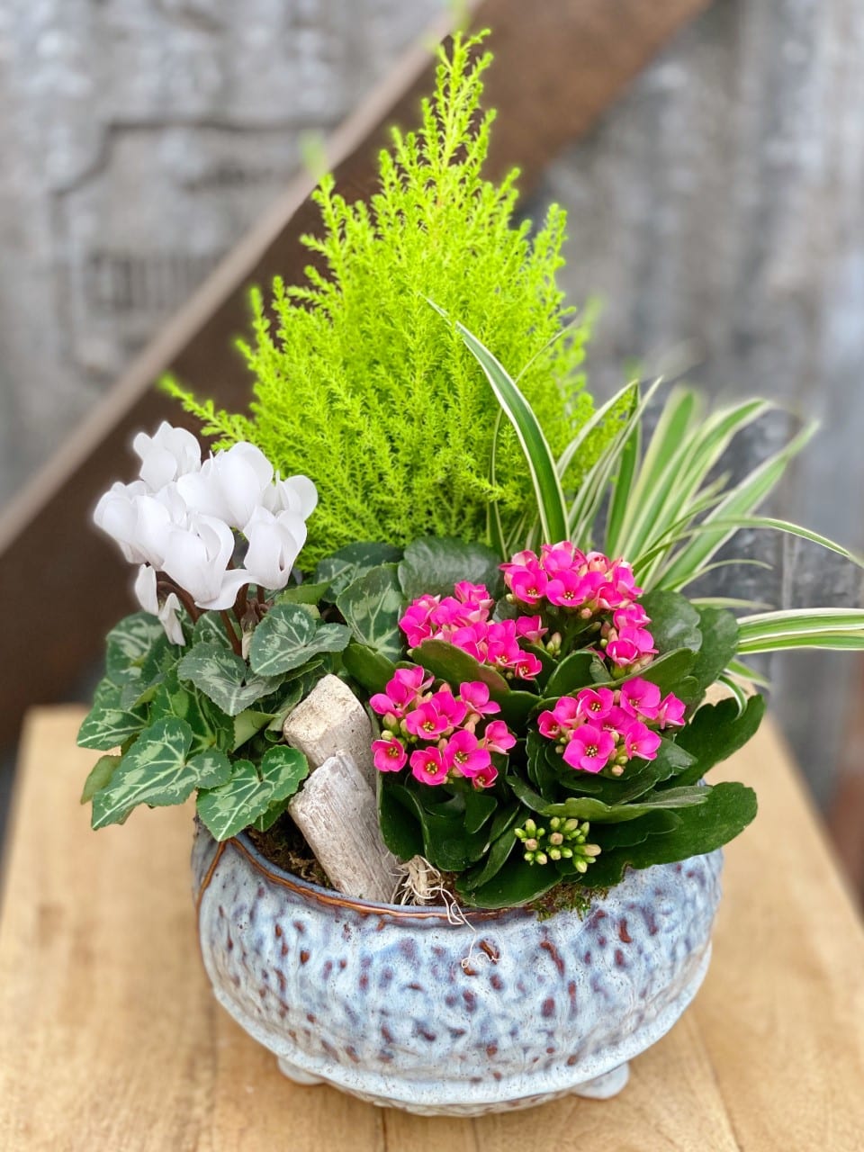 The Watering Can | A cheerful planter of lemon cypress, white cyclamen, pink kolanchoe, and white spider plant in a blue container.