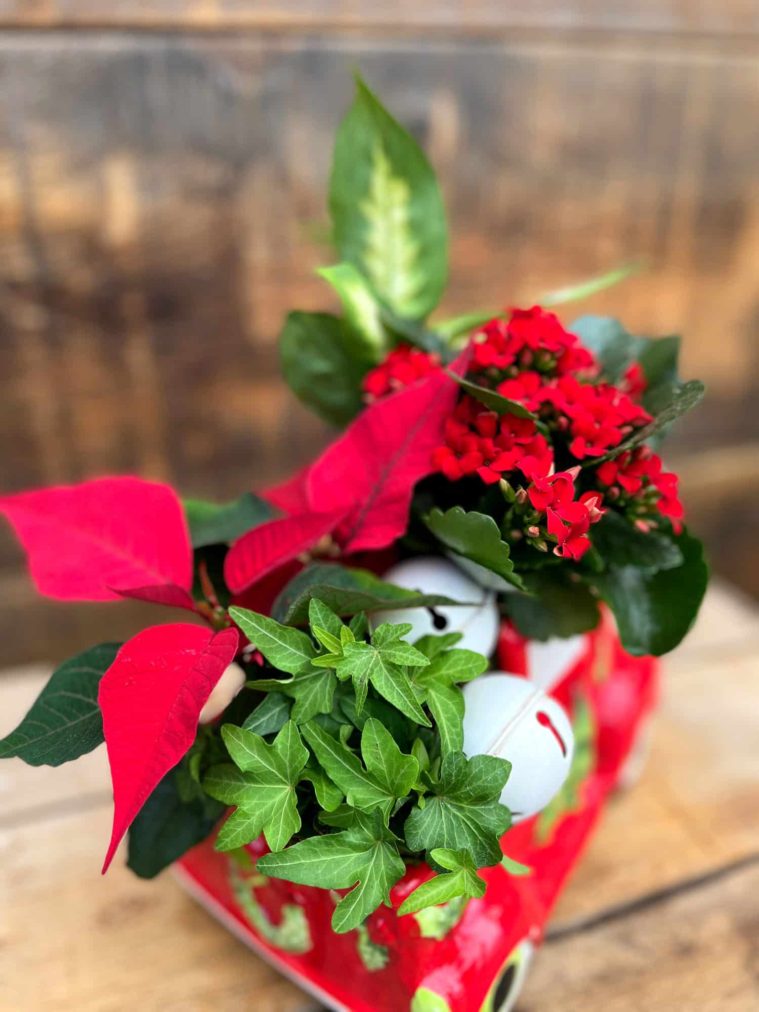 The Watering Can | View from above of the red kalanchoe, ivy, red poinsettia, and white bells in the back of a red pick up truck container.