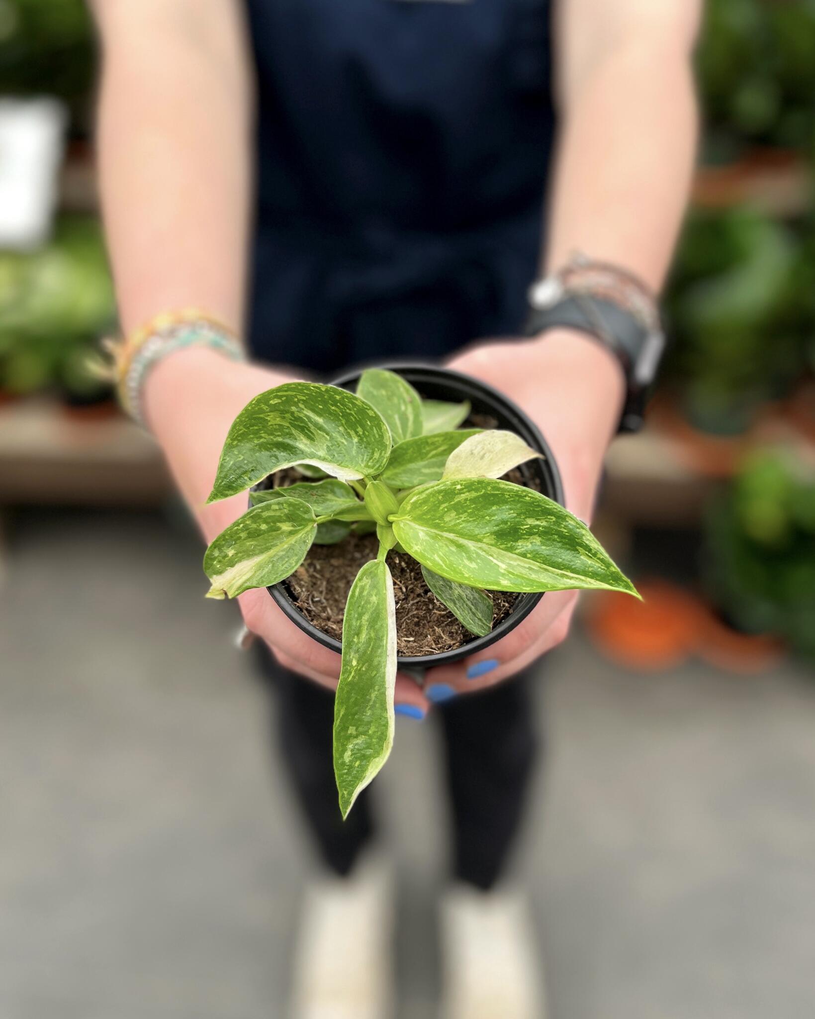 4" Philodendron 'Jose Buono'