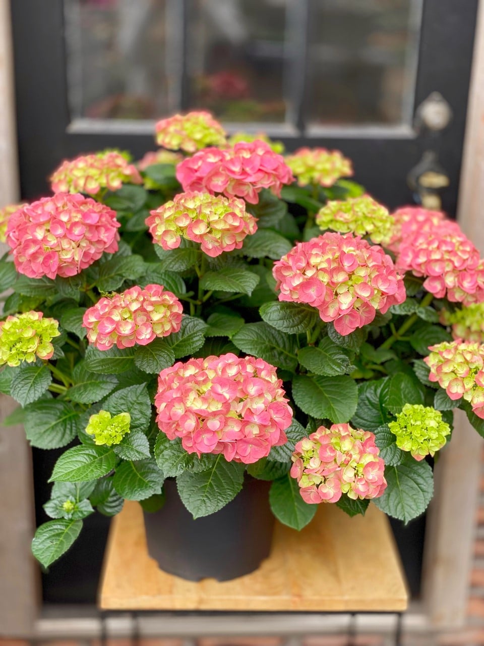The Watering Can | A 10" pink hydrangea plant.