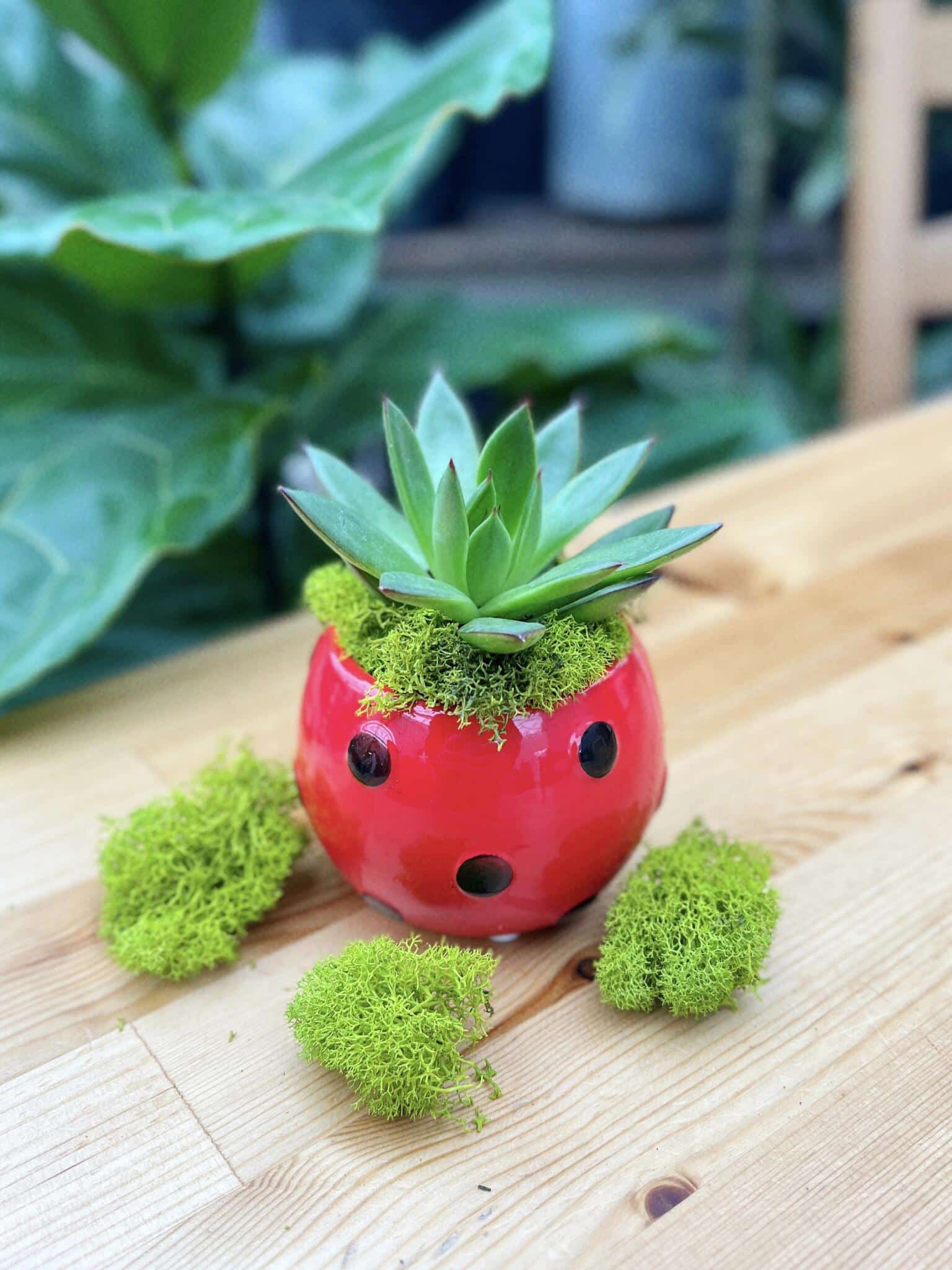 Ladybug Junior DIY