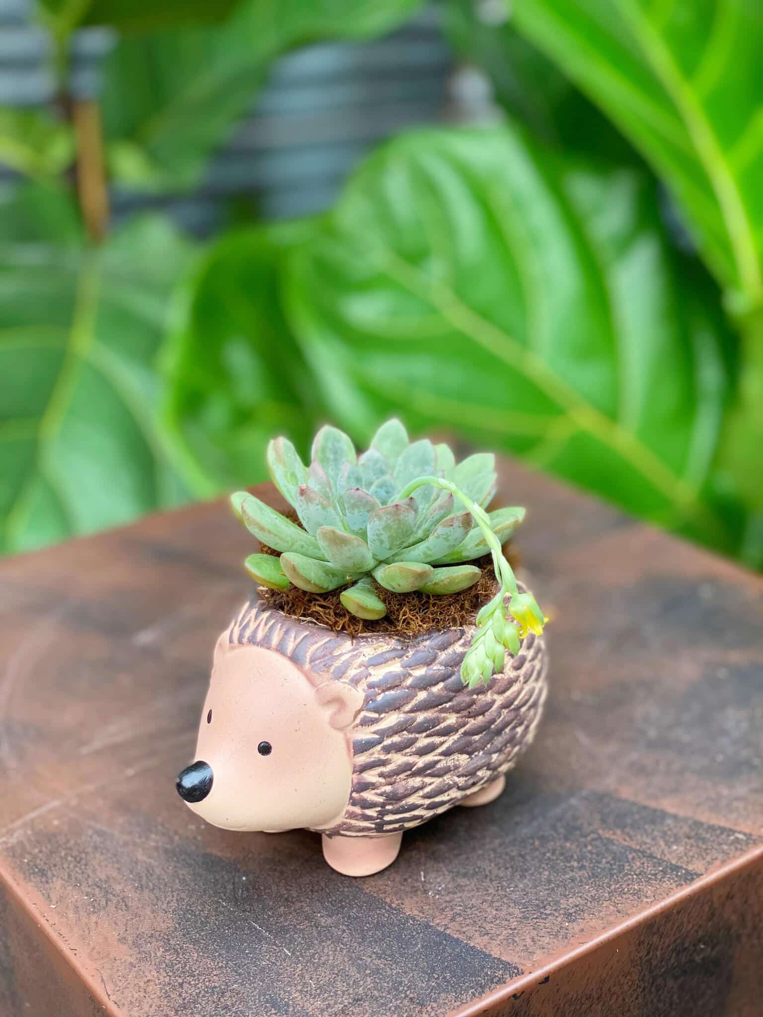 Ash the Hedgehog DIY