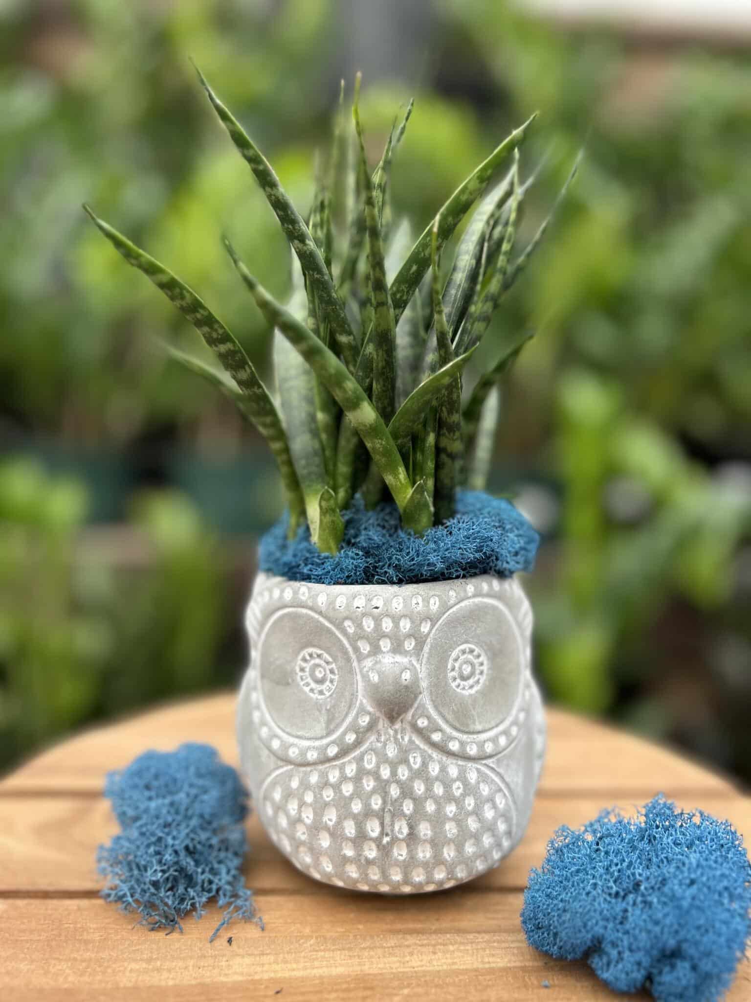 Longclaw the Owl DIY