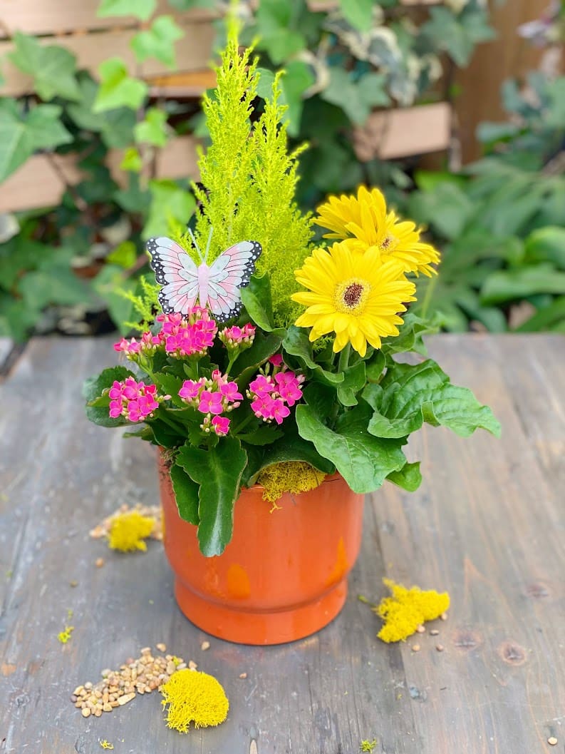 The Watering Can | This planter is made in a vibrant orange ceramic and is filled with a cypress tree, a gerbera and a kalanchoe. It is decorated with mosses and a beautiful butterfly pick.