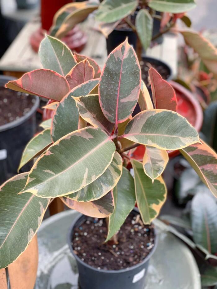 8" Ficus Tineke Ruby