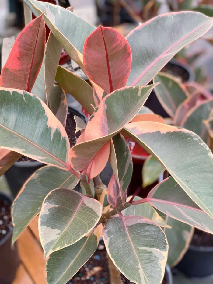 8" Ficus Tineke Ruby - Image 2