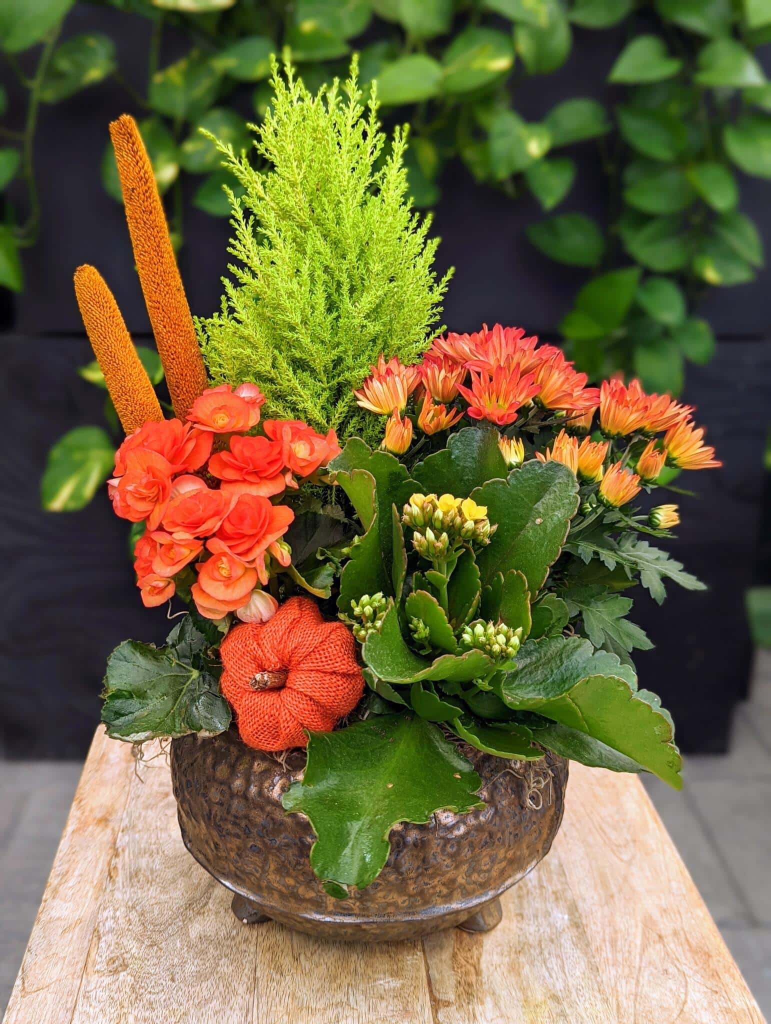 The Watering Can | An orange planter in a footed bronze ceramic container.