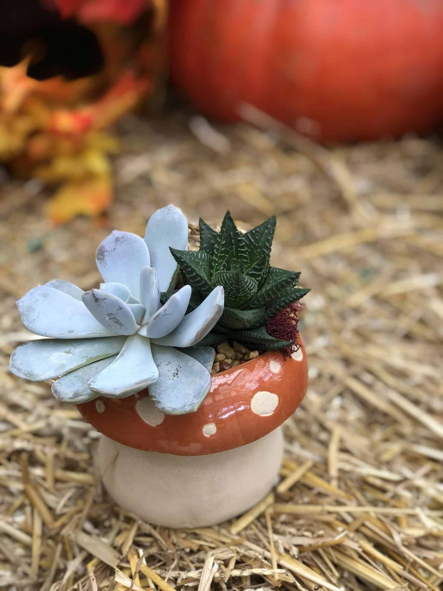 Maple Mushroom DIY - Image 2