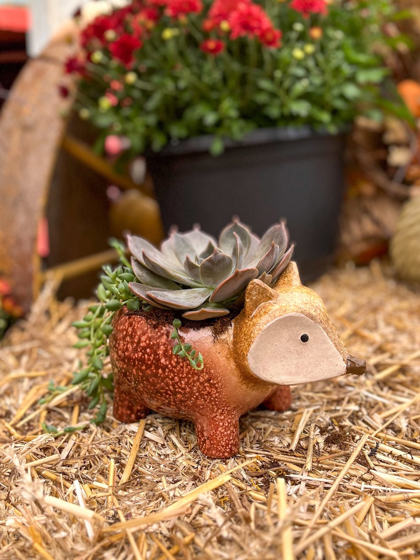 Nutmeg Nibbler DIY