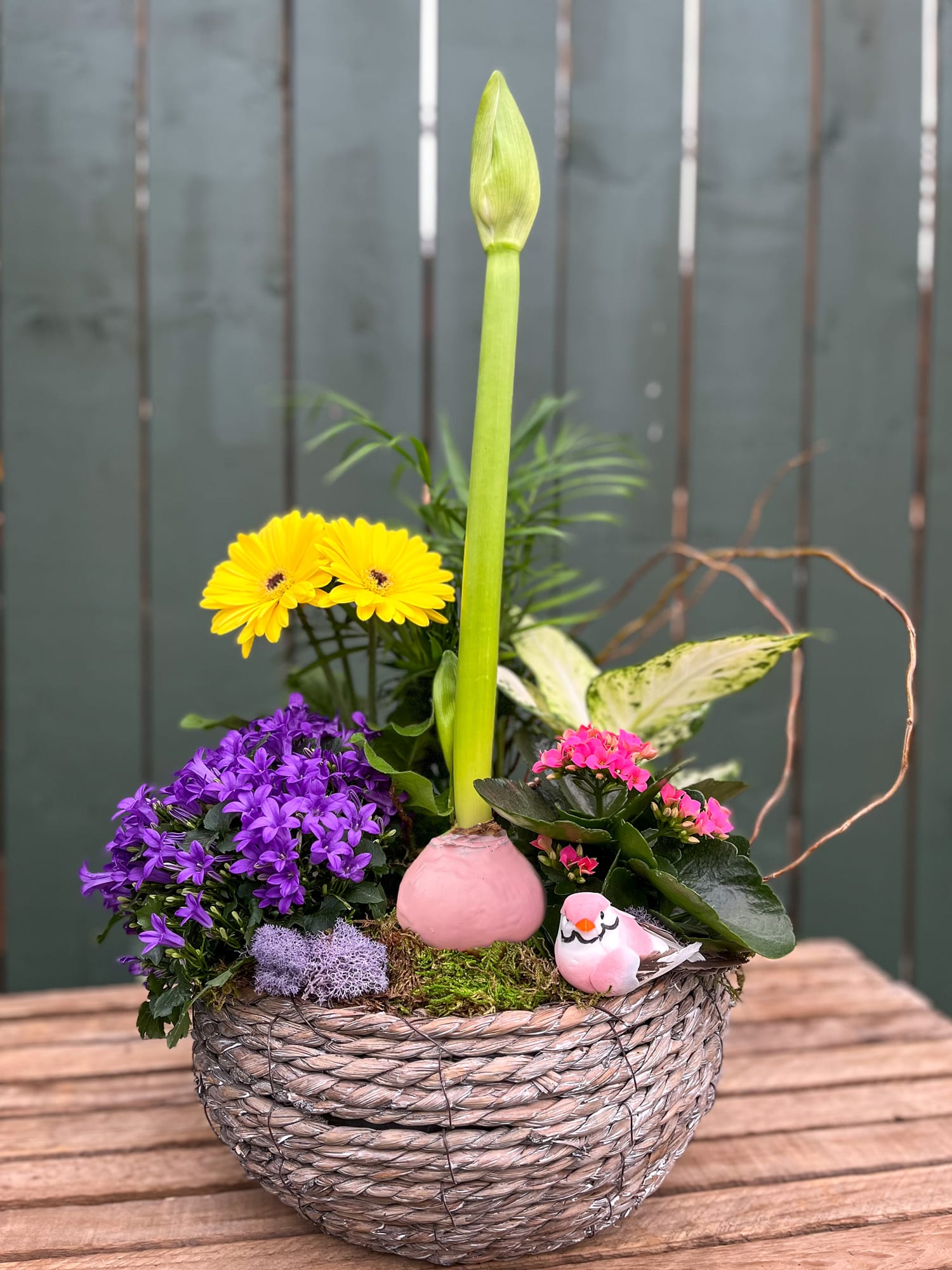 An amaryllis bulb planter arrangement available at The Watering Can Flower Market in Vineland