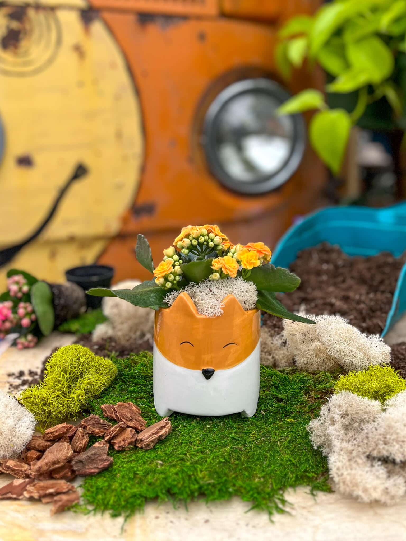 The Watering Can | This kit features a vibrant kalanchoe that you will pot up in a fox shaped pot.
