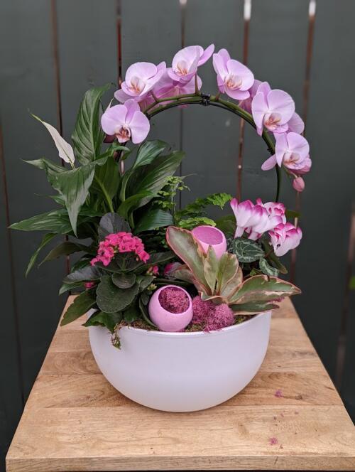 The Watering Can | An all pink planter featuring a pink hoop orchid in a white ceramic container.