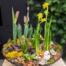 The Watering Can | A spring bulb planter designed in a glass bowl.