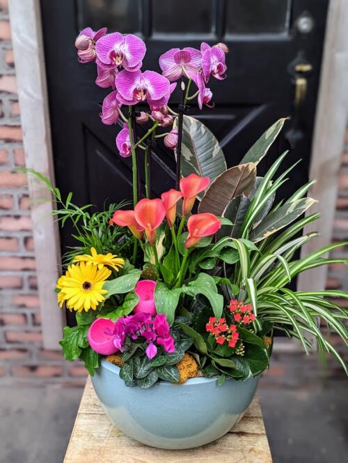 The Watering Can | A colourful mixed planter in a blue ceramic container.